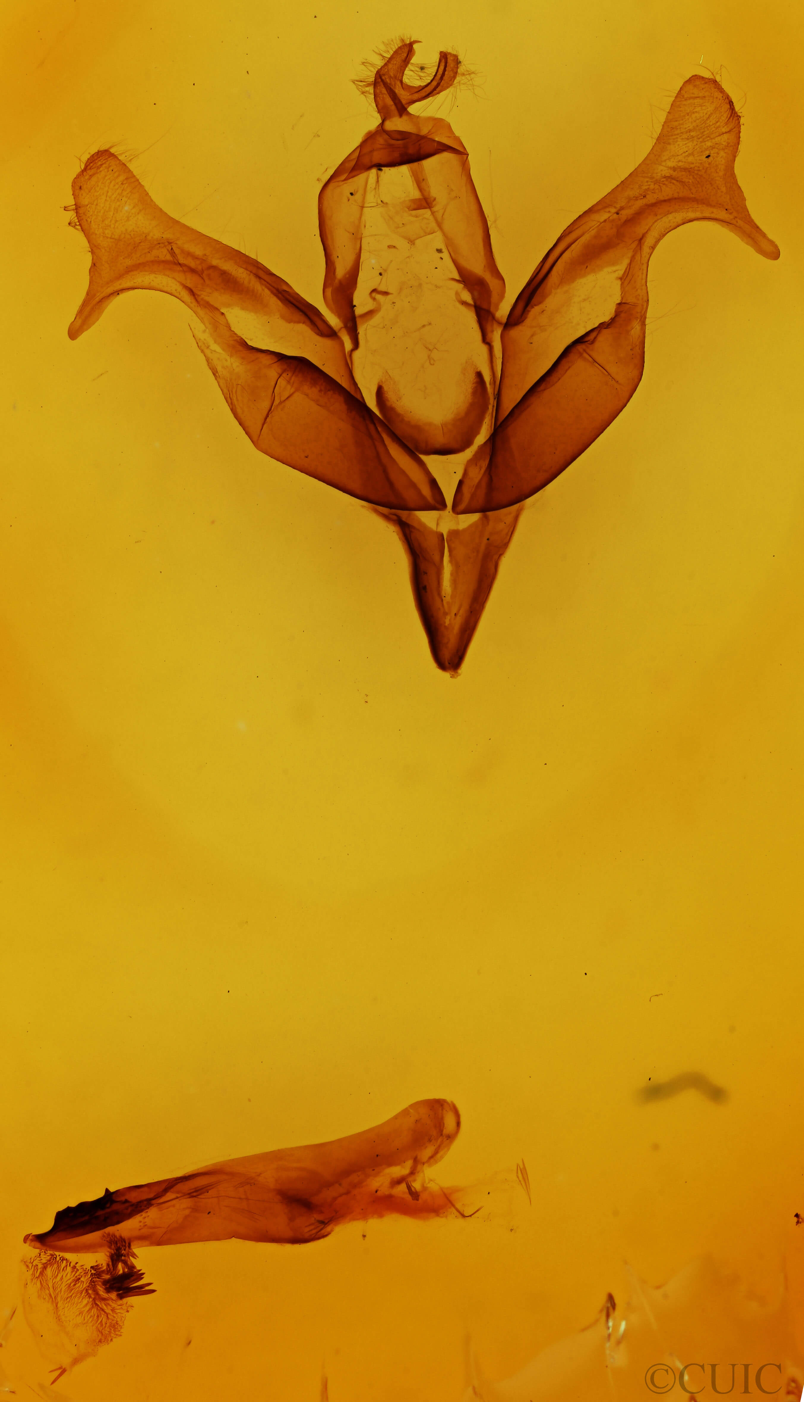 genitalia view of adult Feralia comstocki