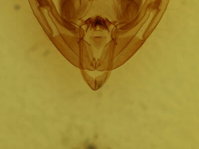 genitalia view of adult Ipimorpha pleonectusa