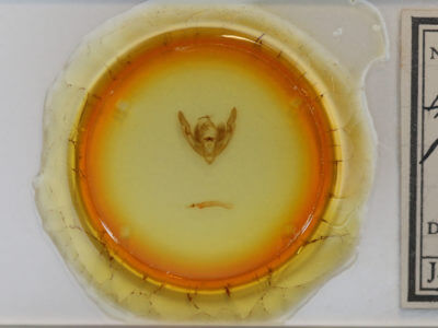 slide view of adult Ipimorpha pleonectusa