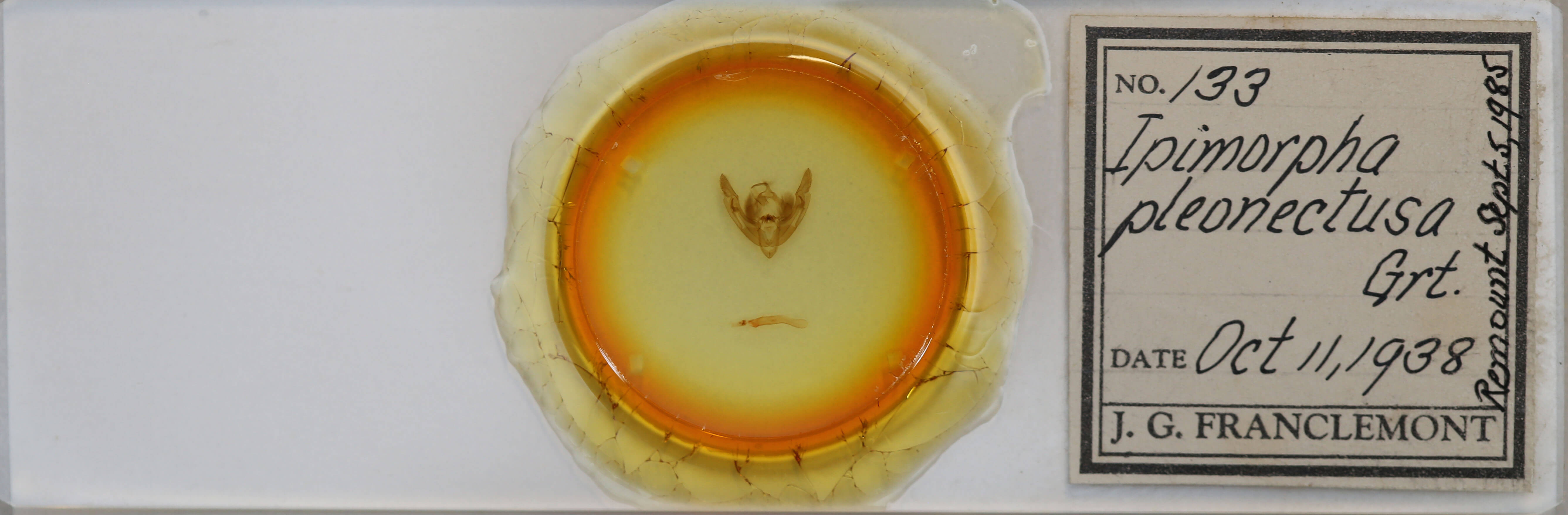 slide view of adult Ipimorpha pleonectusa