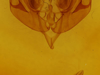 genitalia view of adult Lacanobia  atlantica