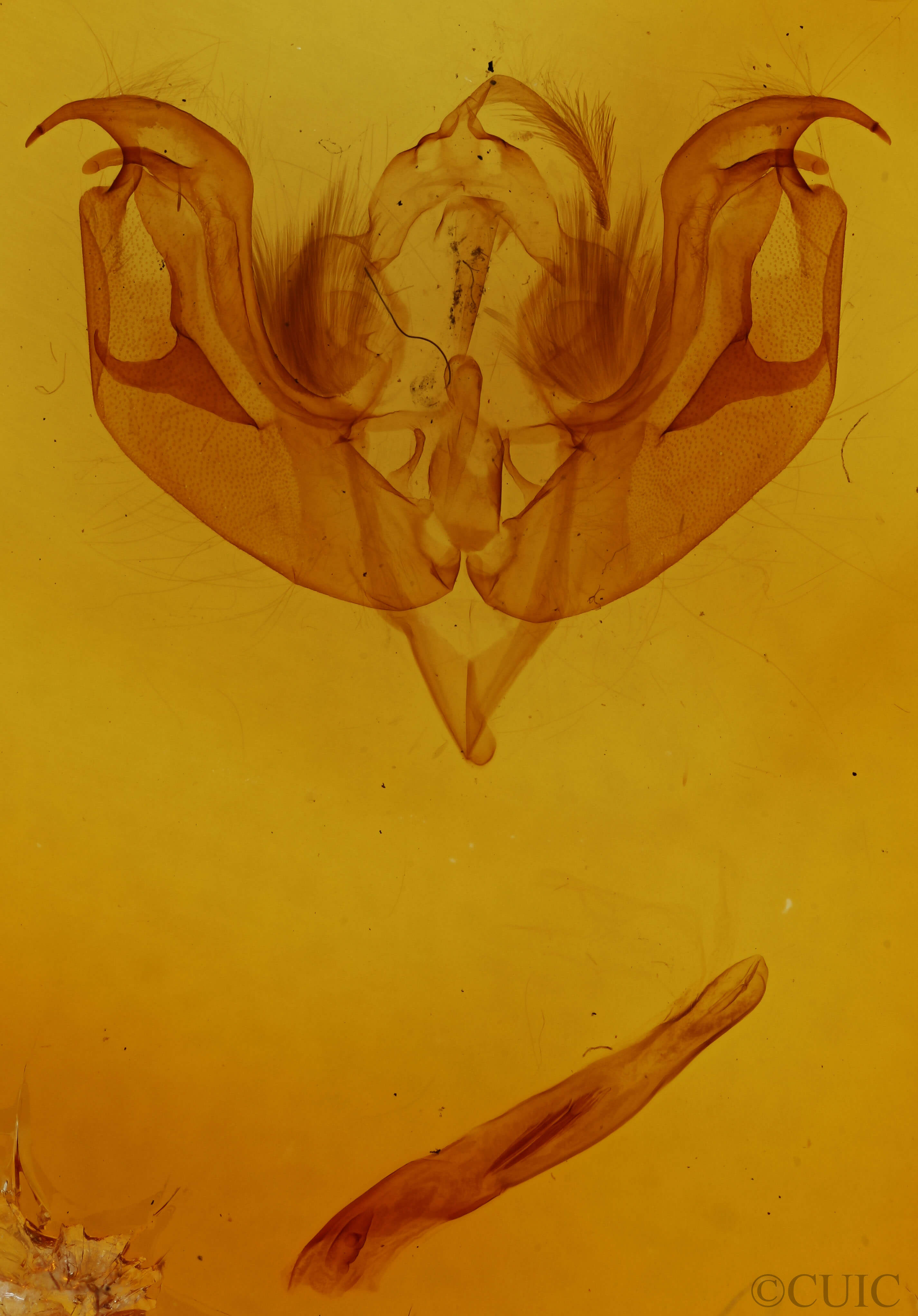 genitalia view of adult Lacanobia  atlantica