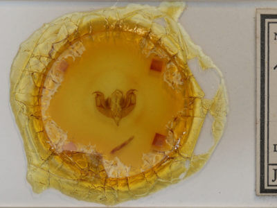 slide view of adult Lacanobia  atlantica