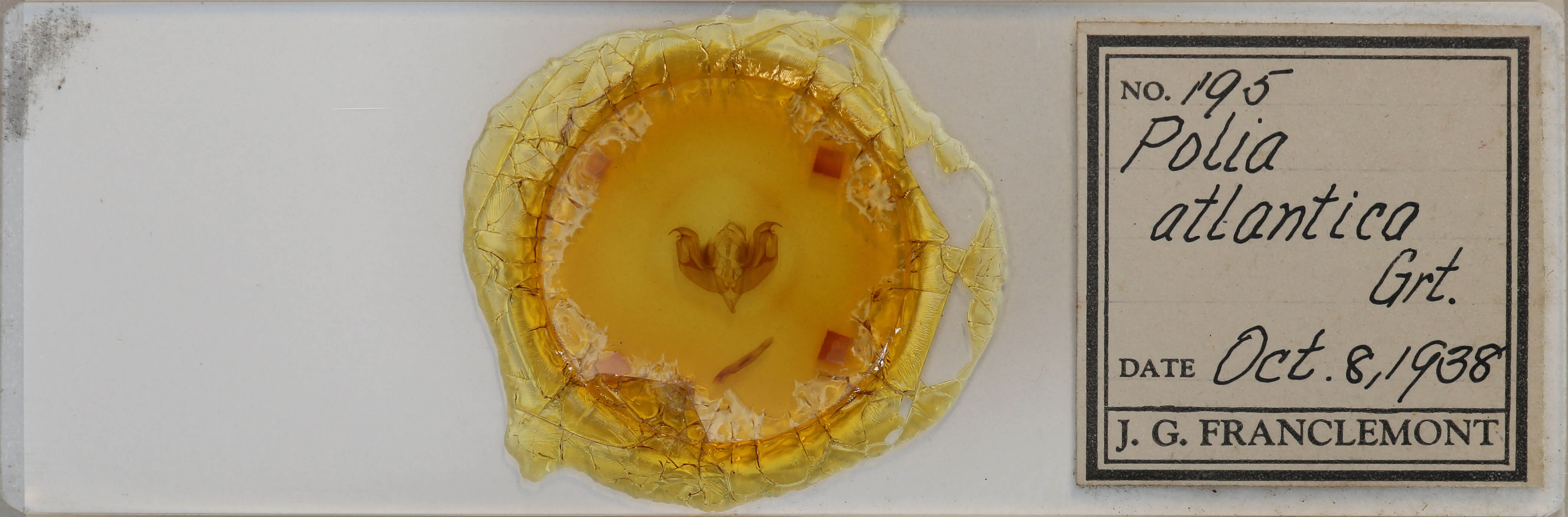 slide view of adult Lacanobia  atlantica