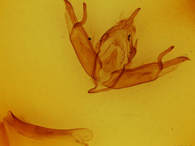 genitalia view of adult Lithophane adipel