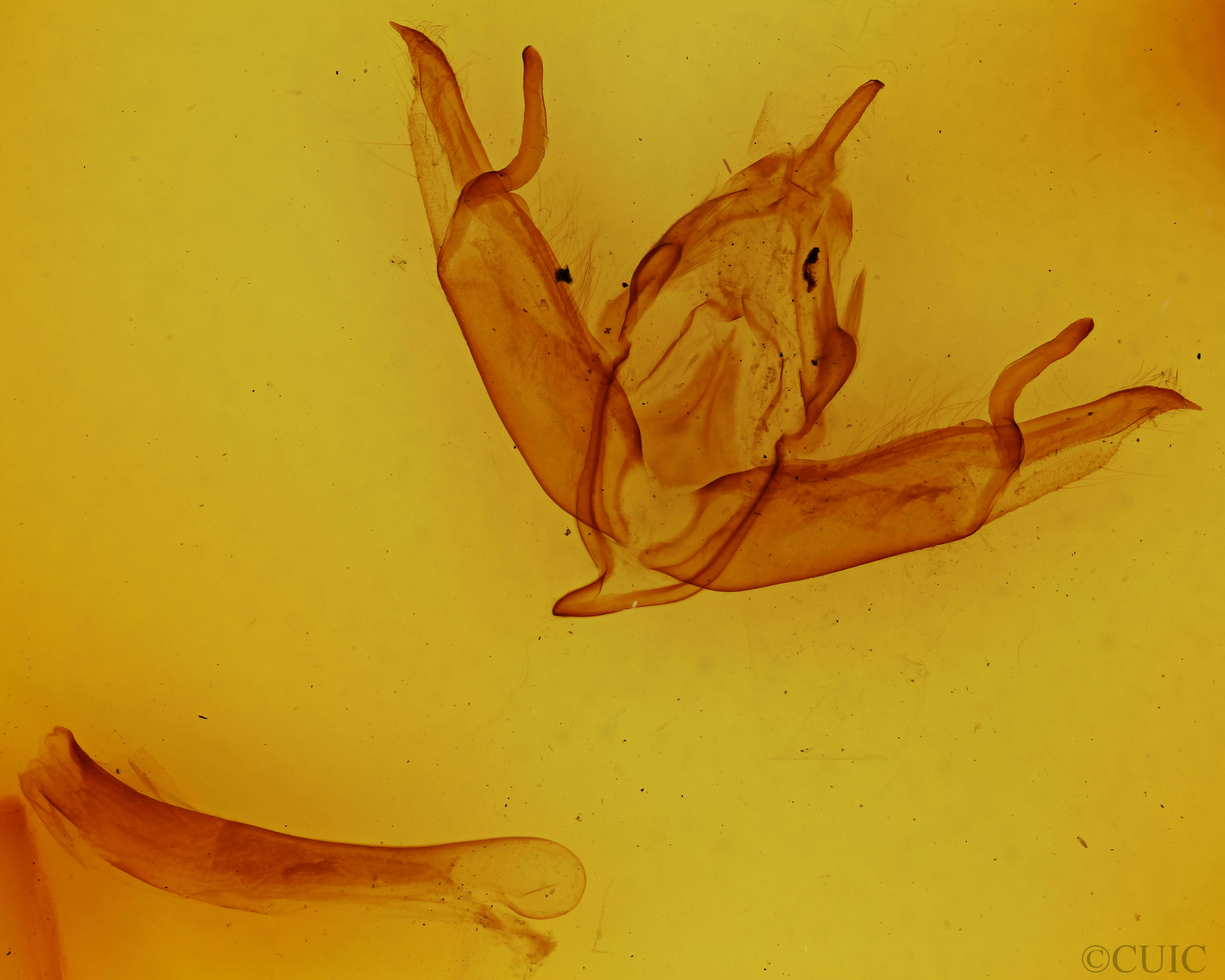 genitalia view of adult Lithophane adipel