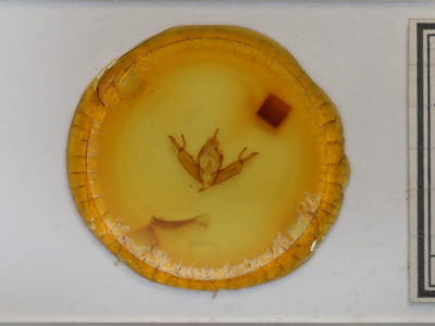 slide view of adult Lithophane adipel