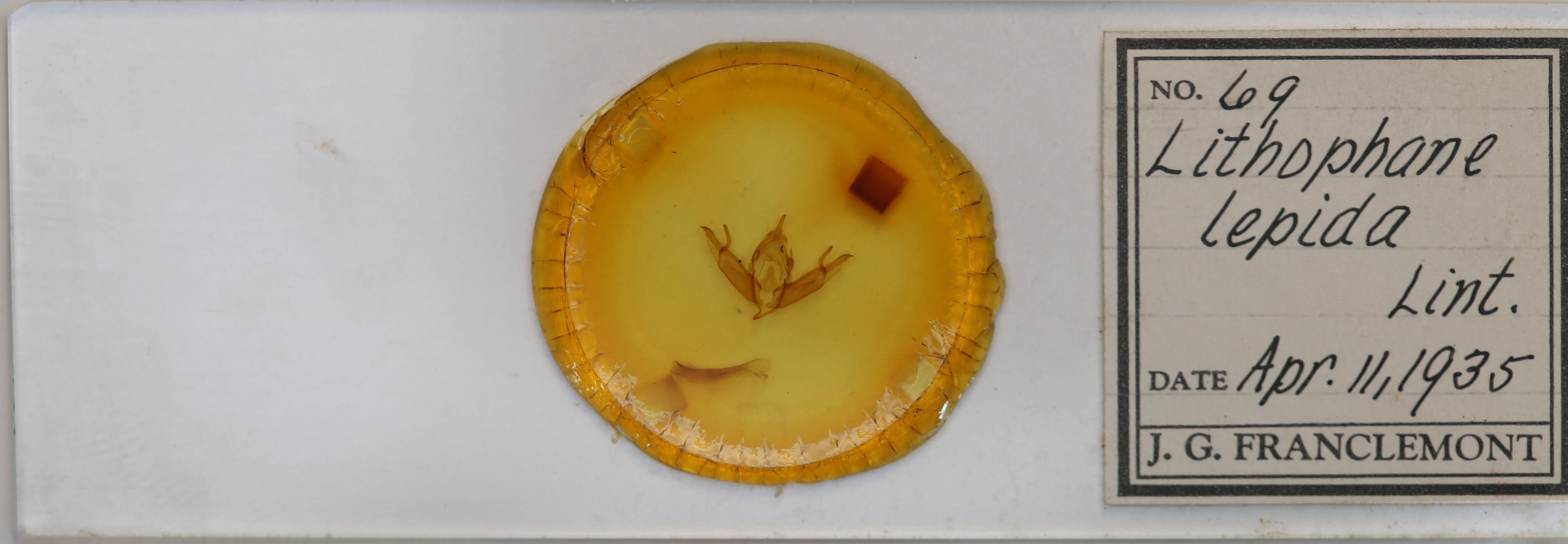 slide view of adult Lithophane adipel