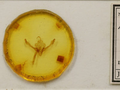 slide view of adult Metaxaglaea viatica