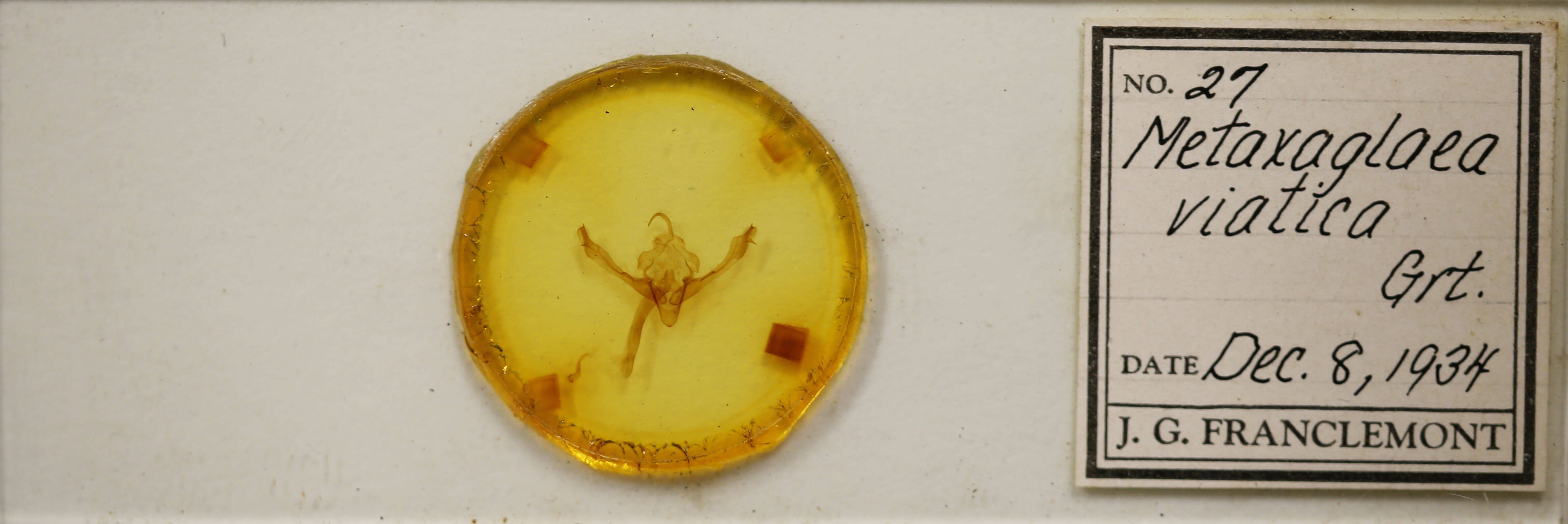 slide view of adult Metaxaglaea viatica