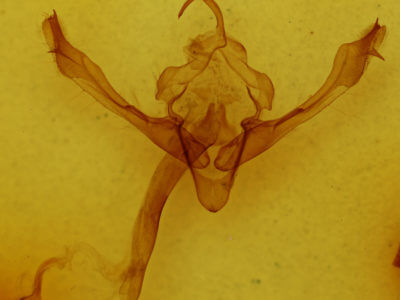 genitalia view of adult Metaxaglaea viatica