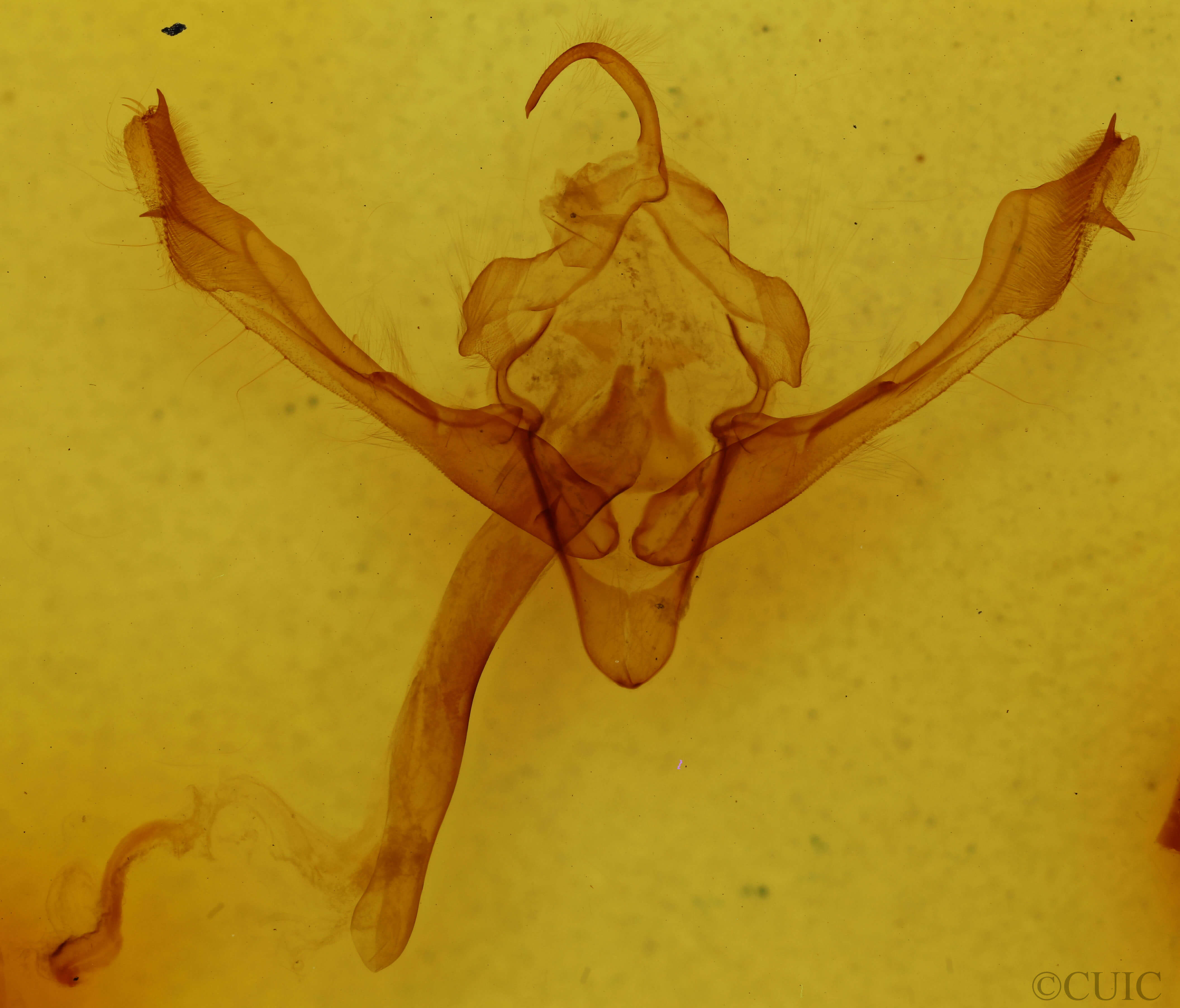 genitalia view of adult Metaxaglaea viatica