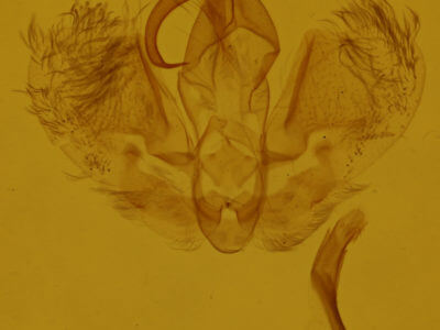 genitalia view of adult Hypena scabra