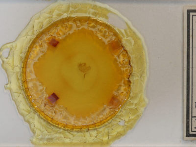 slide view of adult Hypena scabra