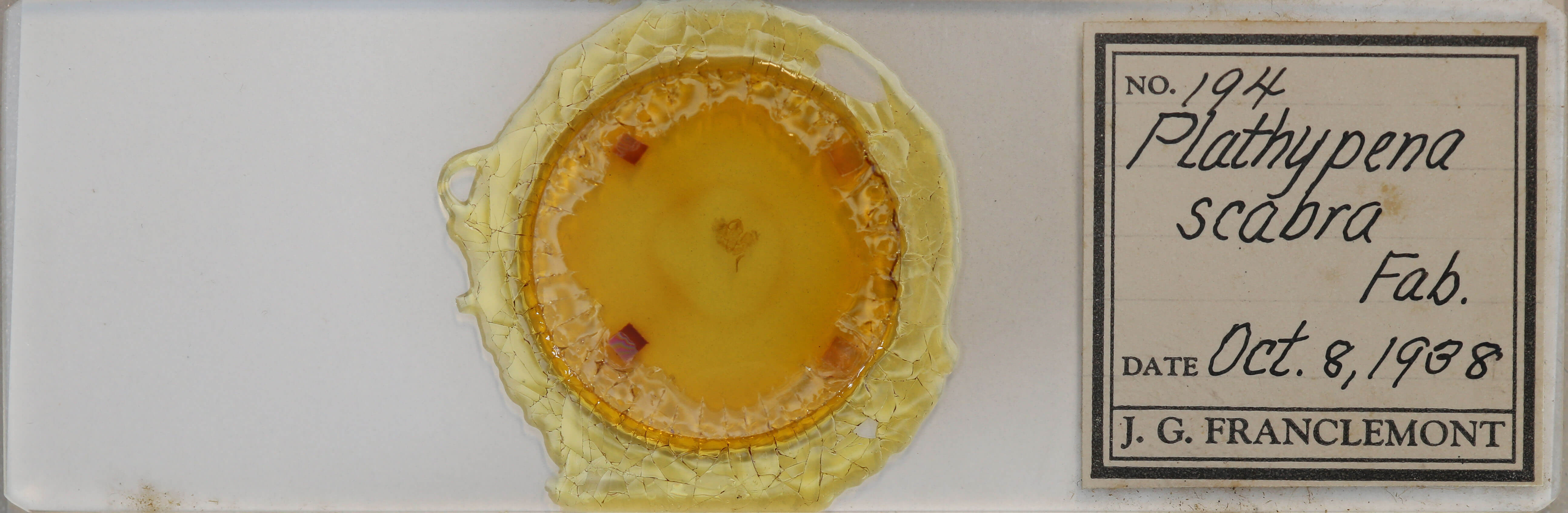 slide view of adult Hypena scabra