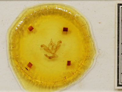 slide view of adult Polymixis xanthomista