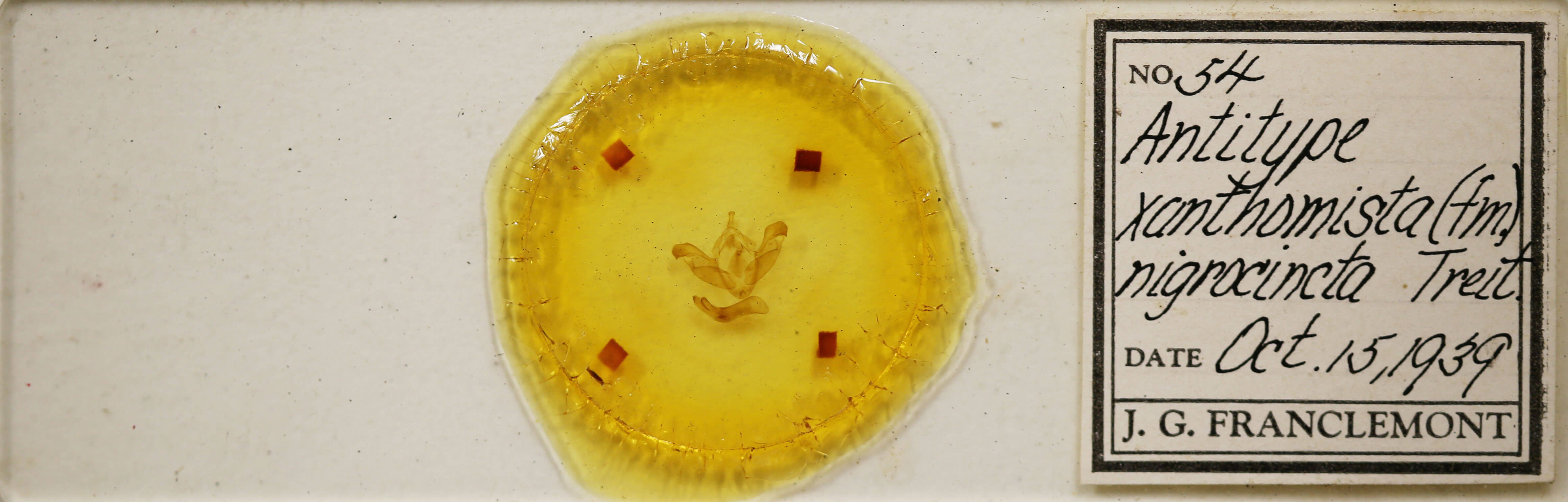 slide view of adult Polymixis xanthomista