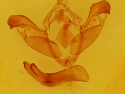 genitalia view of adult Polymixis xanthomista