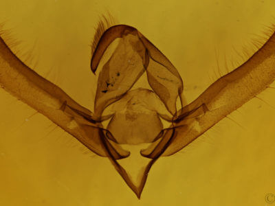 genitalia view of adult Psaphida electilis
