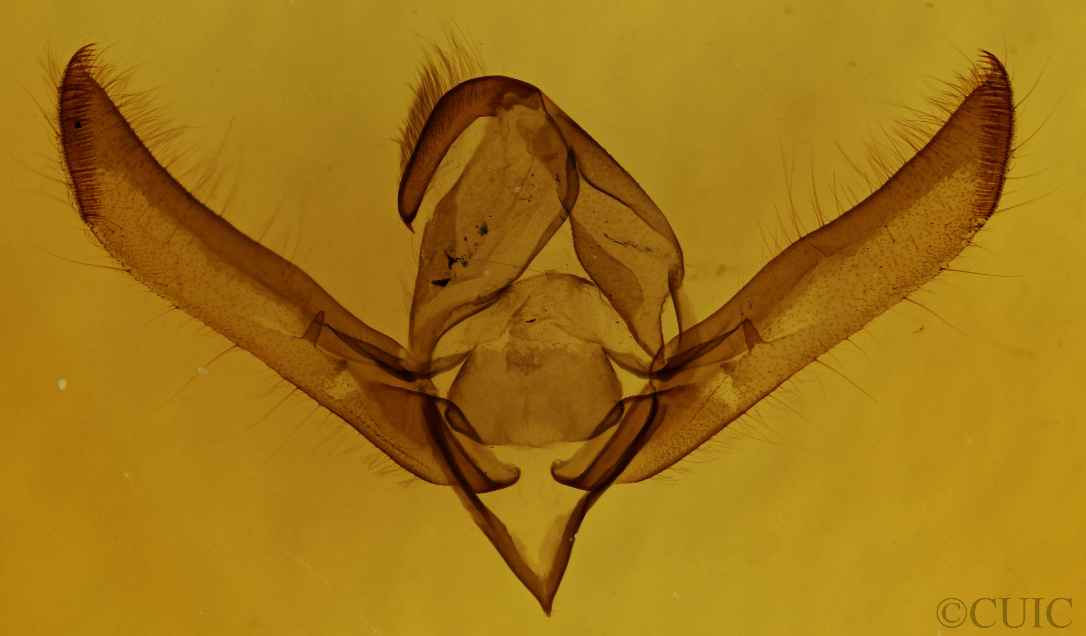 genitalia view of adult Psaphida electilis
