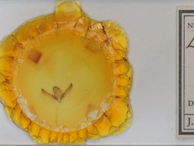 slide view of adult Psaphida electilis