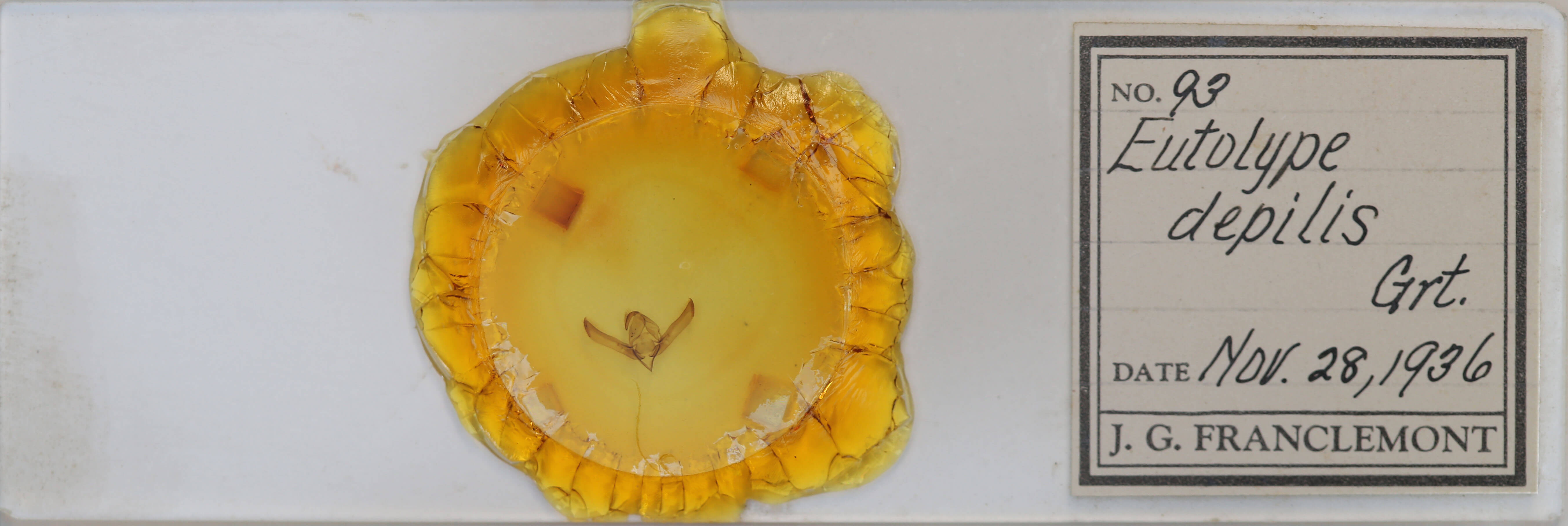 slide view of adult Psaphida electilis