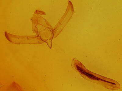 genitalia view of adult Psaphida rolandi