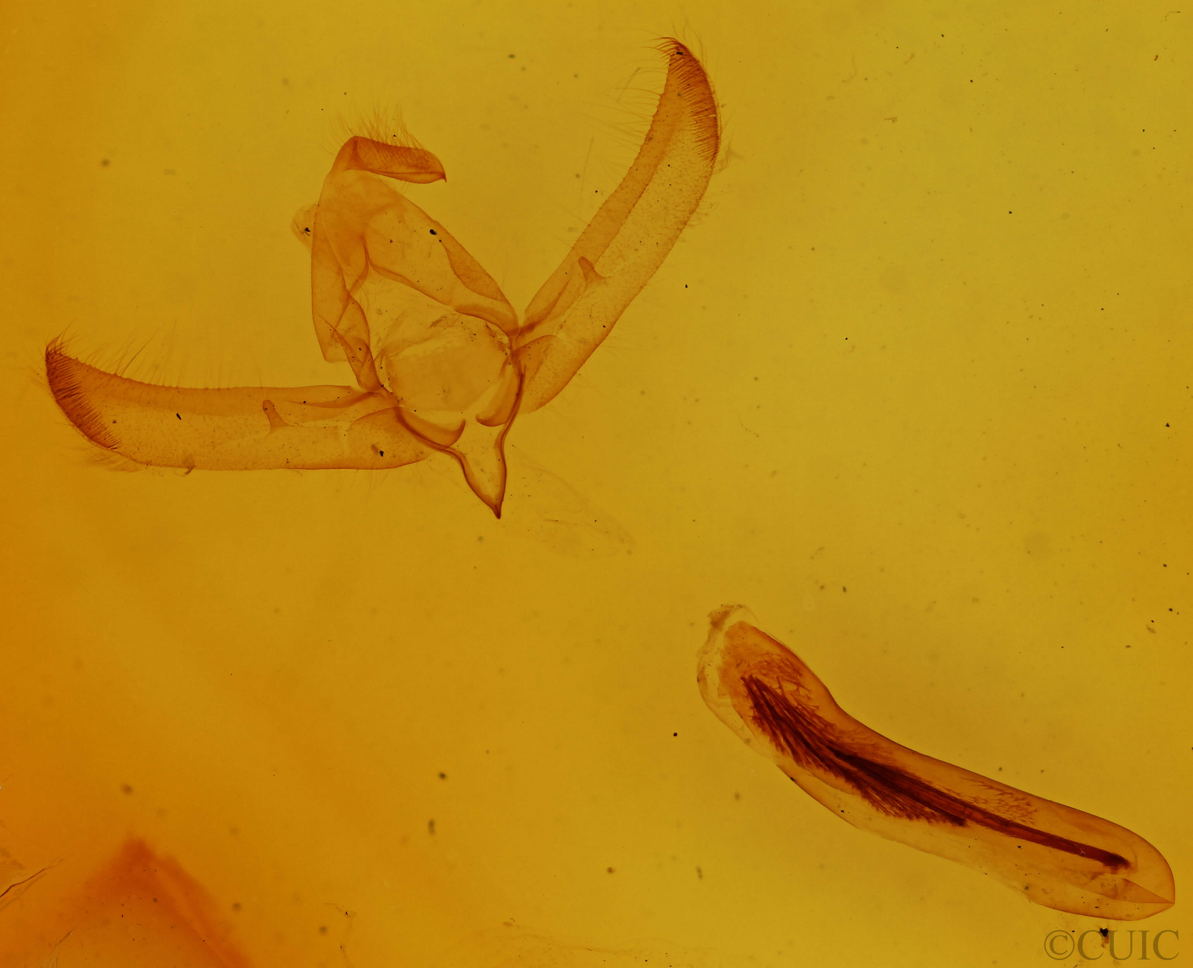 genitalia view of adult Psaphida rolandi