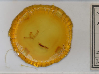 slide view of adult Psaphida rolandi