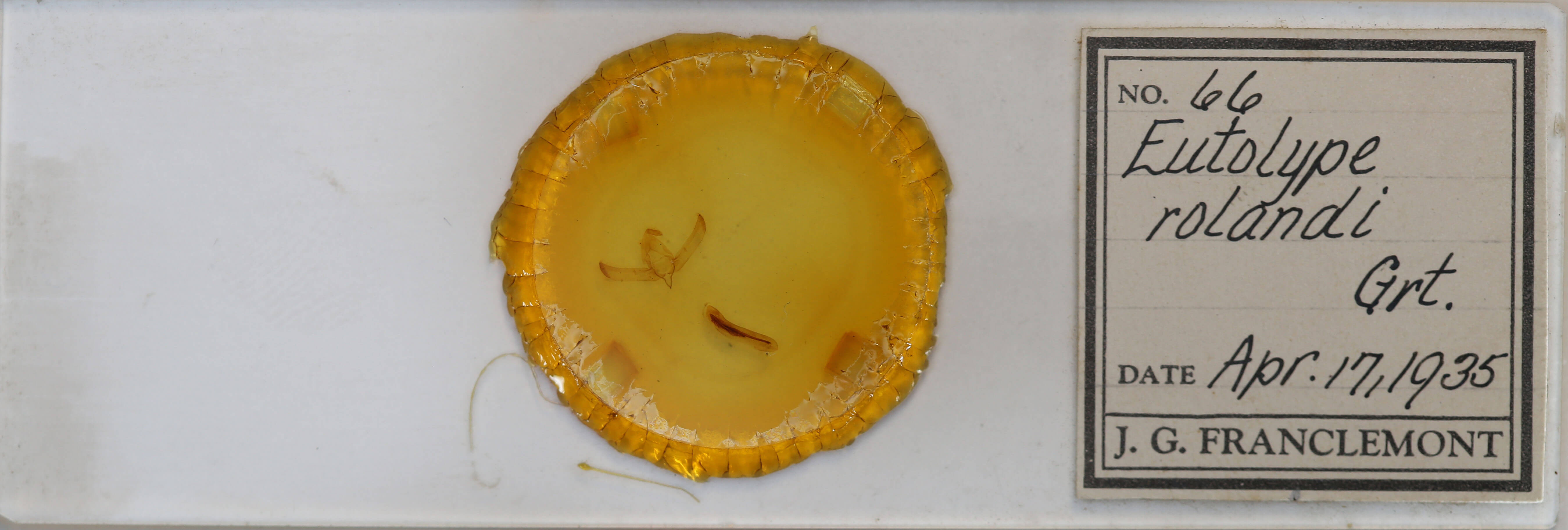 slide view of adult Psaphida rolandi