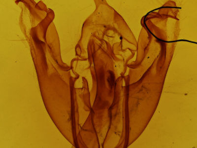 genitalia view of adult Pyreferra pettiti
