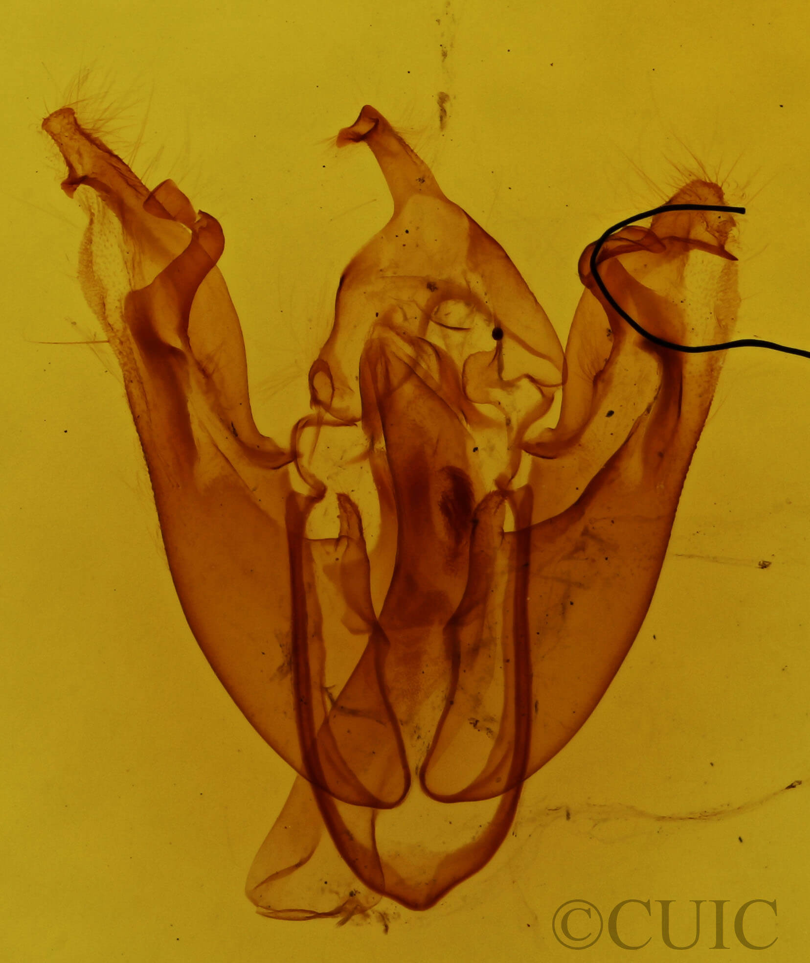 genitalia view of adult Pyreferra pettiti
