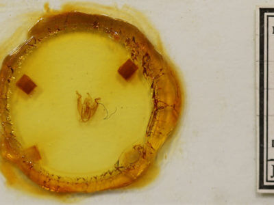 slide view of adult Pyreferra pettiti