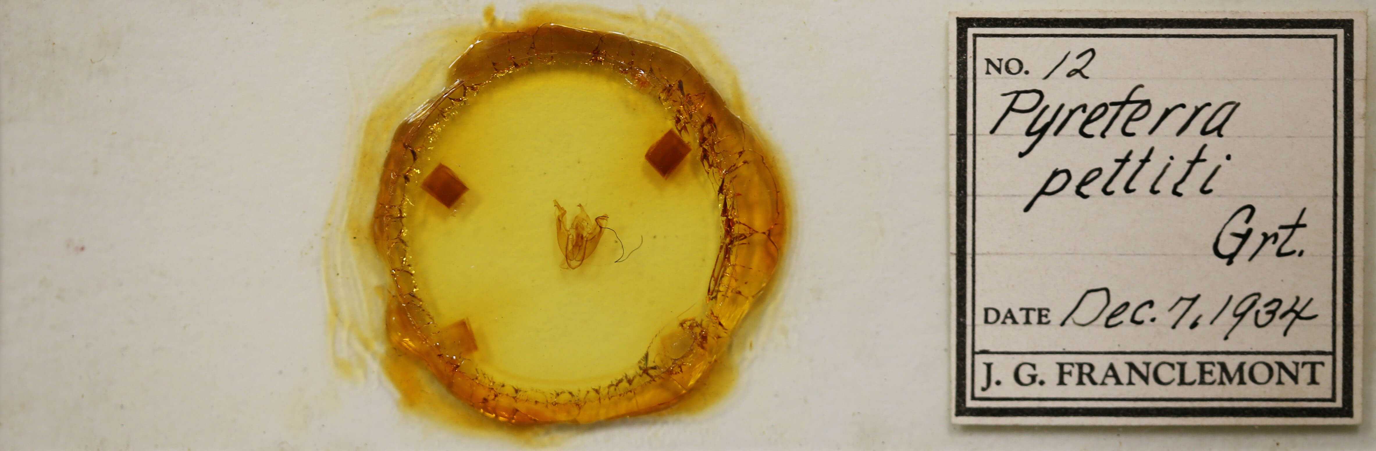 slide view of adult Pyreferra pettiti