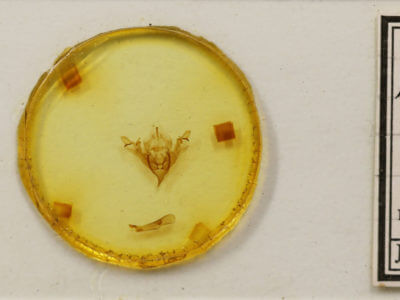 slide view of adult Sericaglaea signata