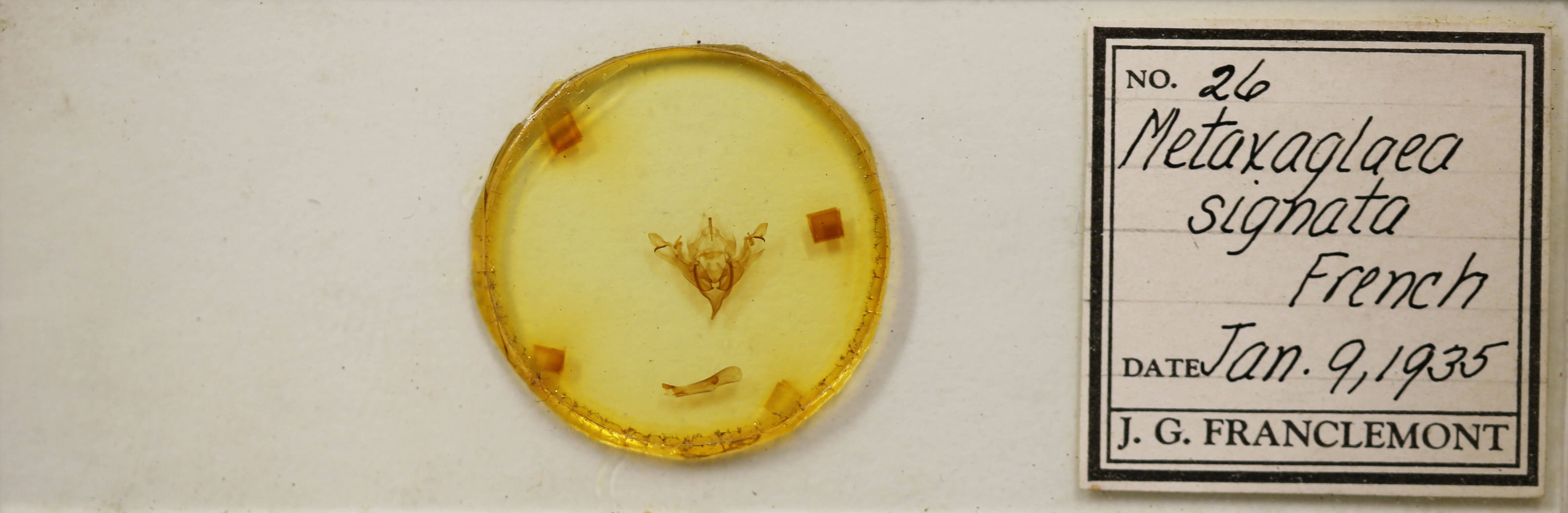 slide view of adult Sericaglaea signata