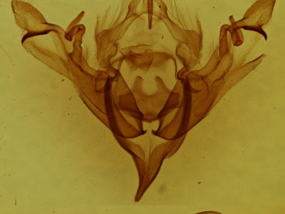 genitalia view of adult Sericaglaea signata