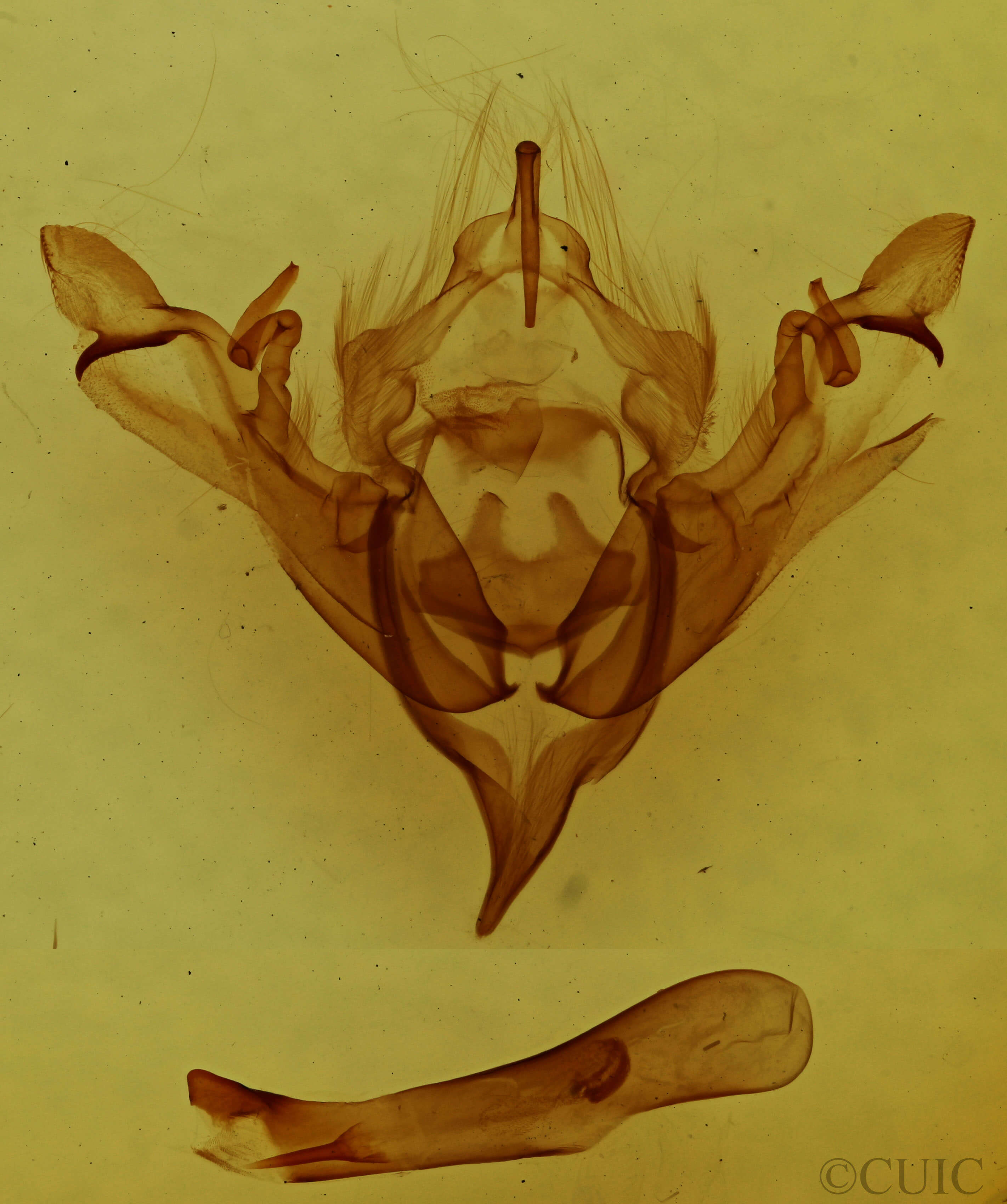 genitalia view of adult Sericaglaea signata