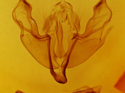 genitalia view of adult Trigonophora flammea