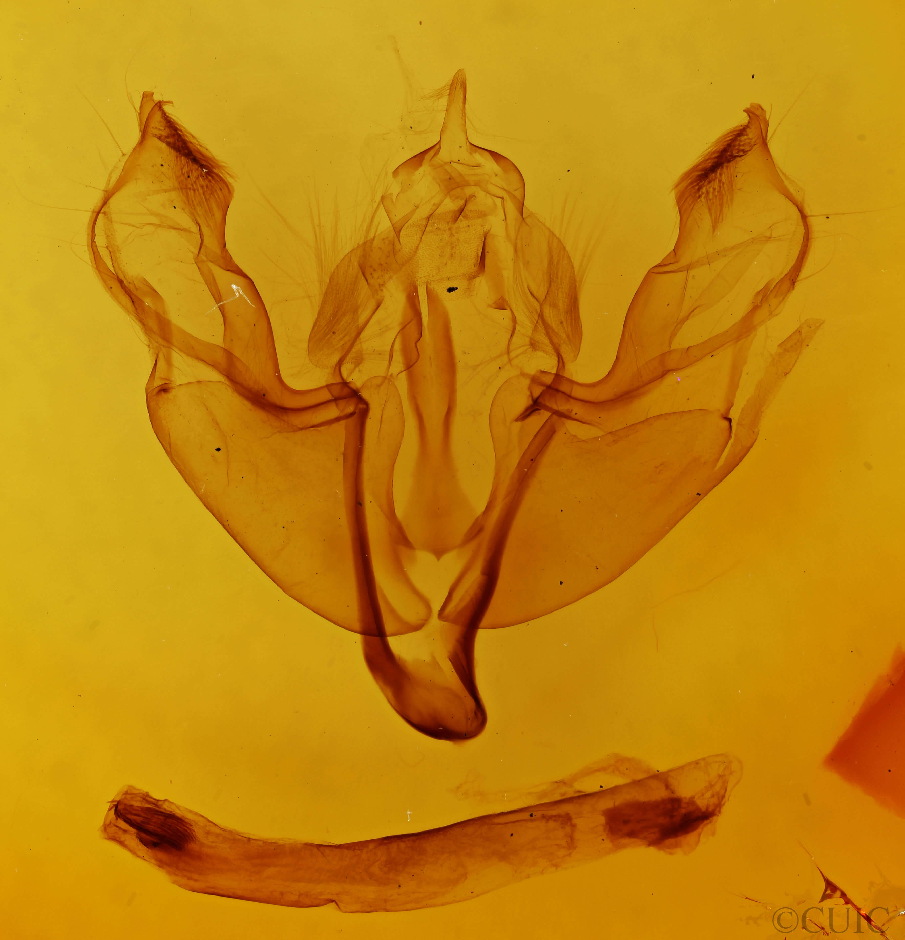 genitalia view of adult Trigonophora flammea