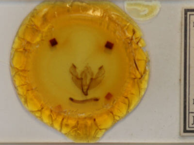 slide view of adult Trigonophora flammea