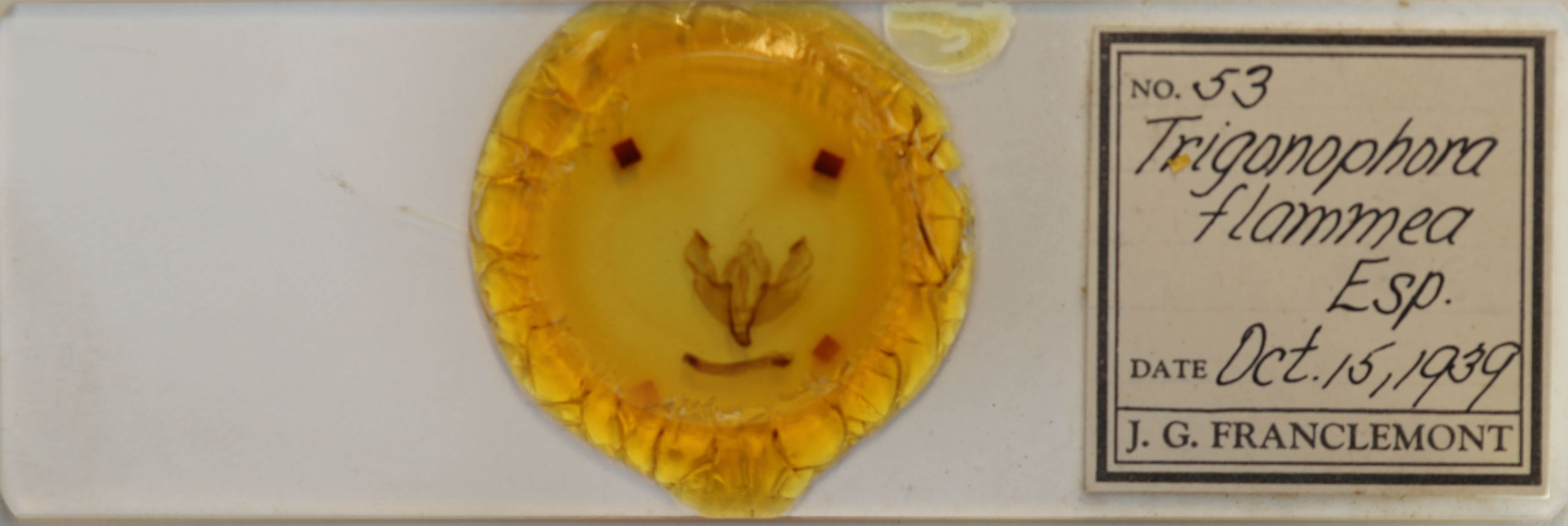 slide view of adult Trigonophora flammea