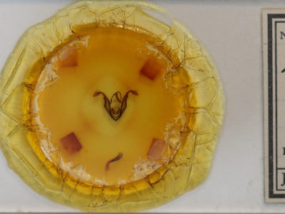 slide view of adult Zale