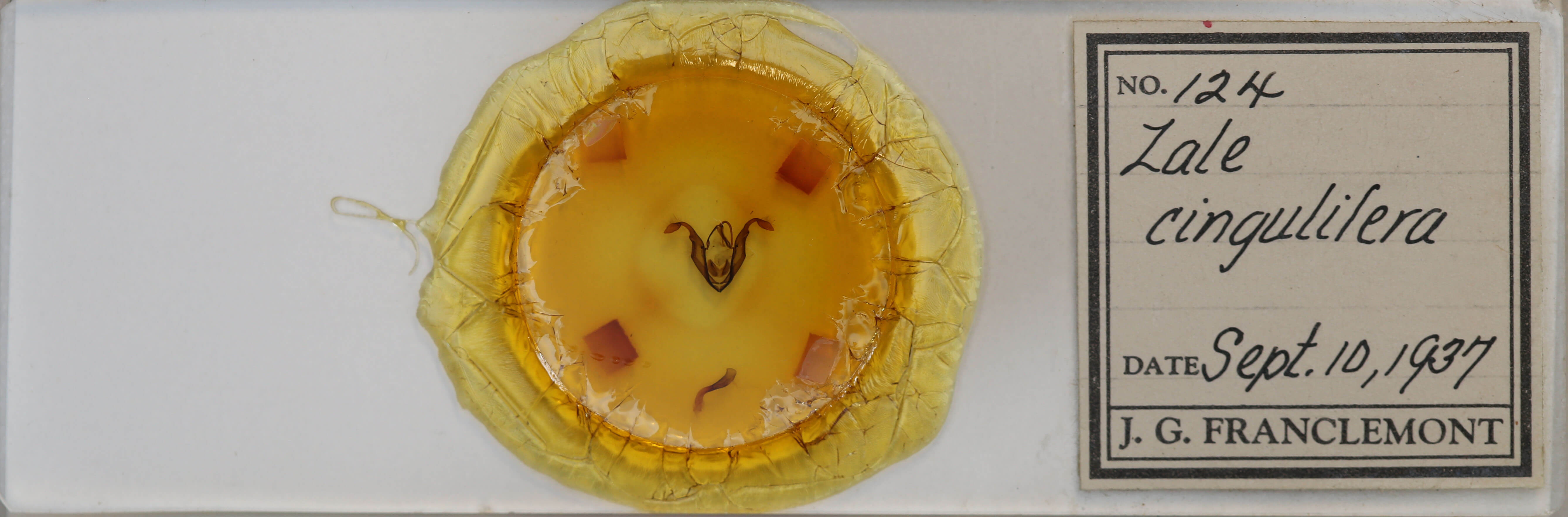 slide view of adult Zale