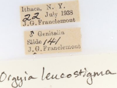 label view of adult Orgyia leucostigma
