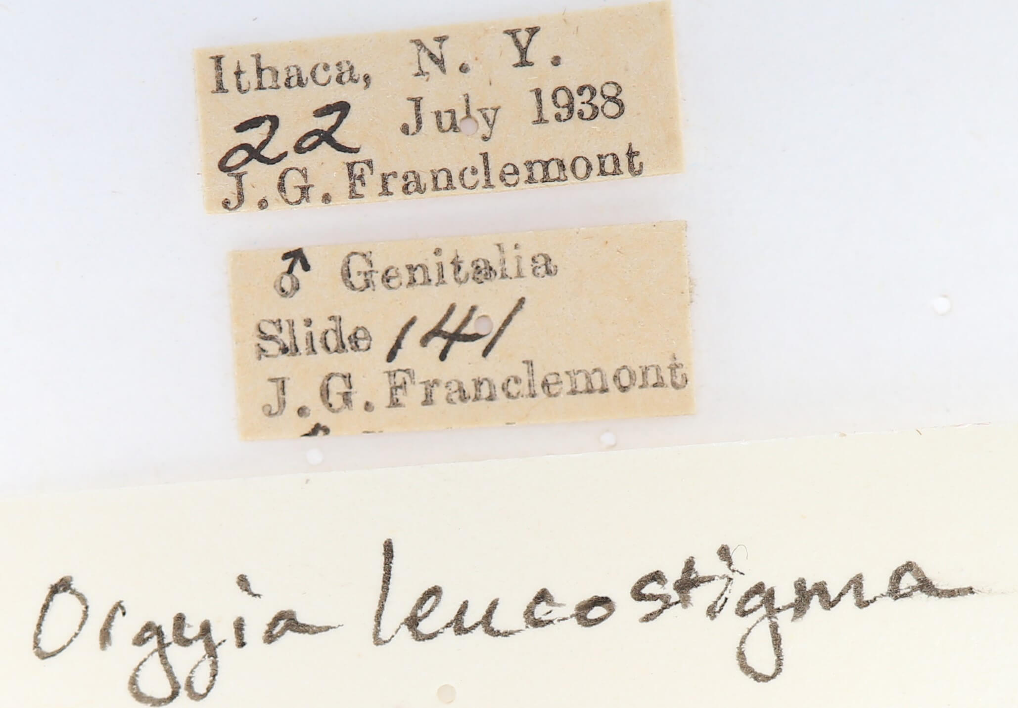 label view of adult Orgyia leucostigma