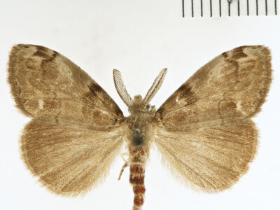 dorsal view of adult Orgyia leucostigma