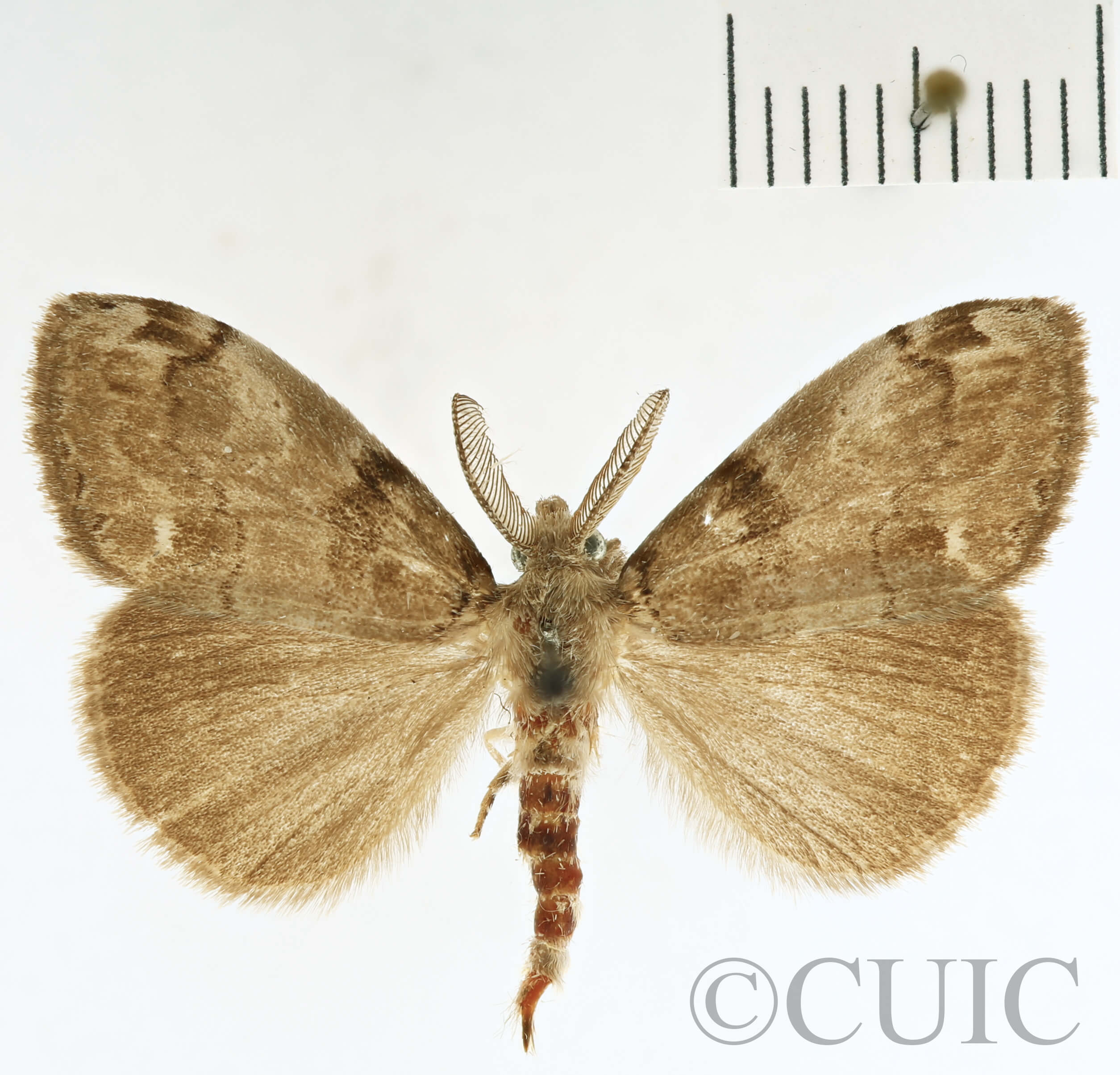 dorsal view of adult Orgyia leucostigma