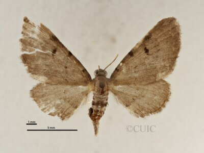 dorsal view of adult Eupithecia absinthiata