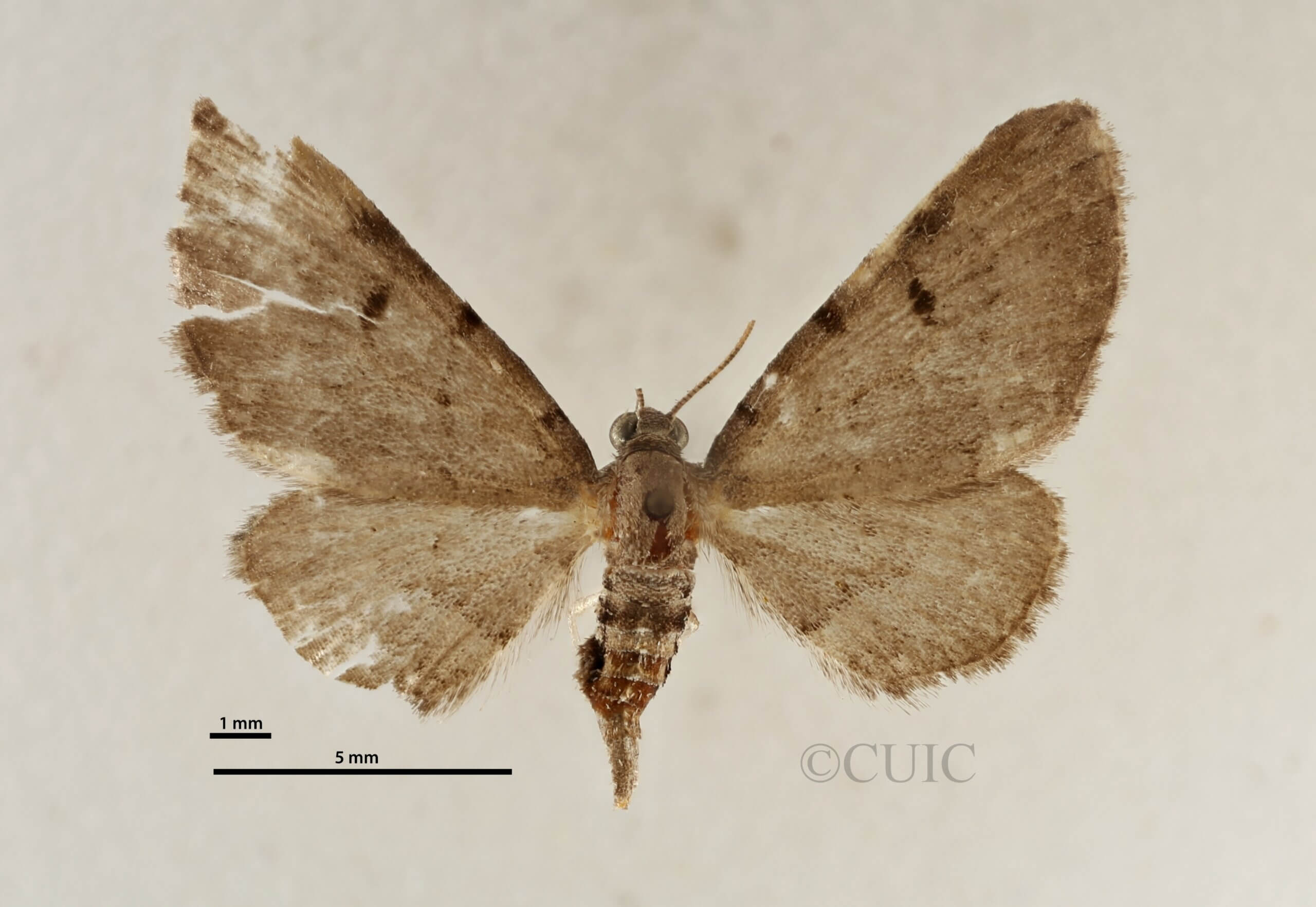 dorsal view of adult Eupithecia absinthiata